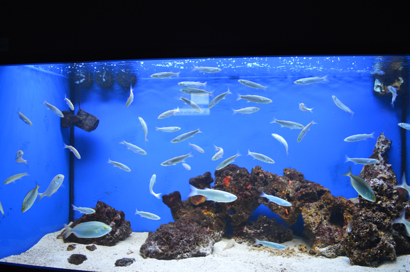 16wnardò-acquario.jpg